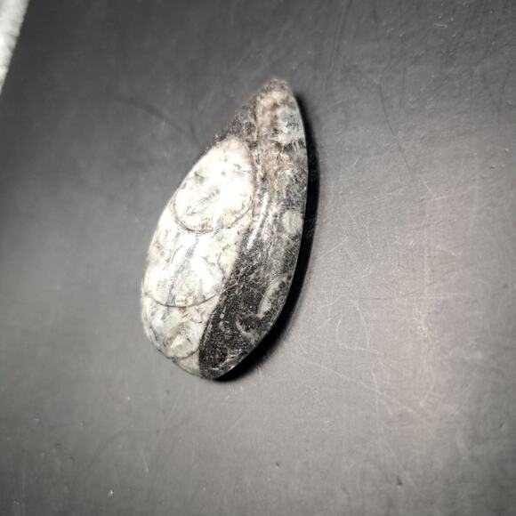 Copied - Orthoceras Fossil, 370 Million Years Old - Picture 2 of 5